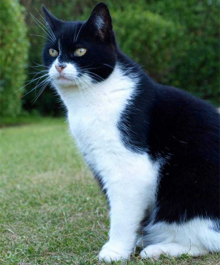 Huskat Figaro billede 6