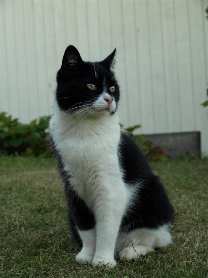 Huskat Figaro billede 1