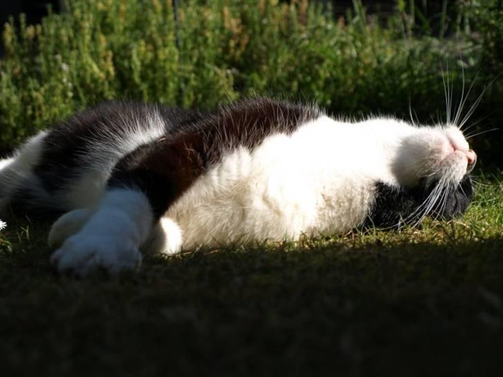 Huskat Figaro billede 8