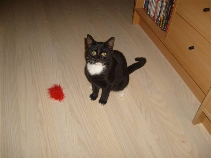 Blanding af racer Tiller  billede 17