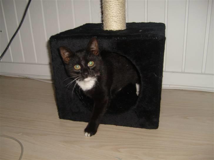 Blanding af racer Tiller  billede 18