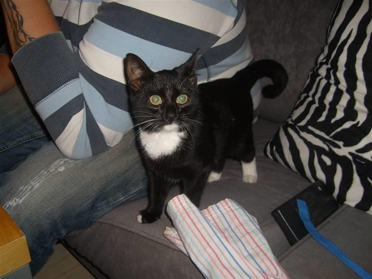 Blanding af racer Tiller  billede 19