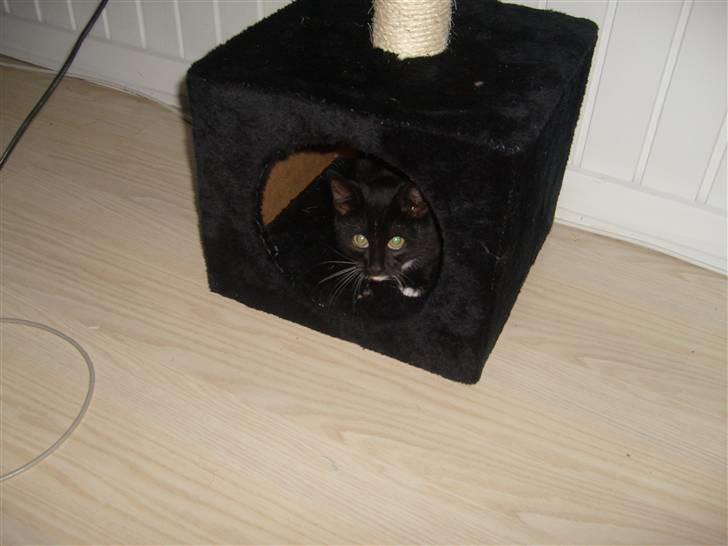 Blanding af racer Tiller  billede 20