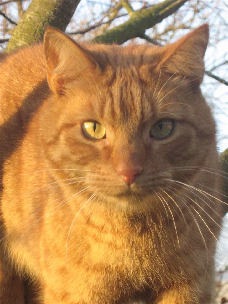 Huskat Laban billede 10