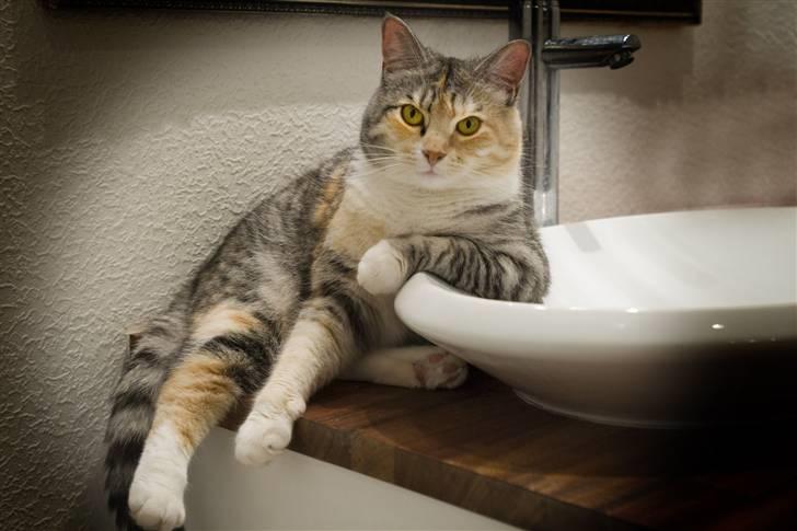 Blanding af racer Molly billede 7