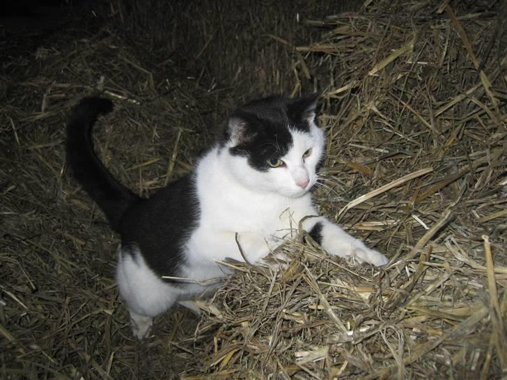 Blanding af racer Findus billede 1