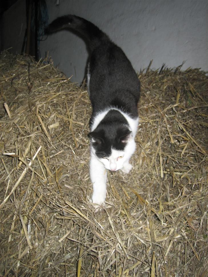 Blanding af racer Findus billede 2