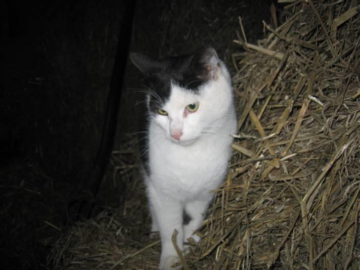 Blanding af racer Findus billede 3