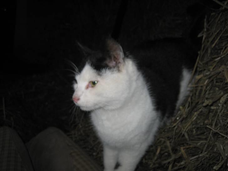 Blanding af racer Findus billede 4