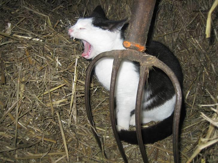 Blanding af racer Findus billede 5