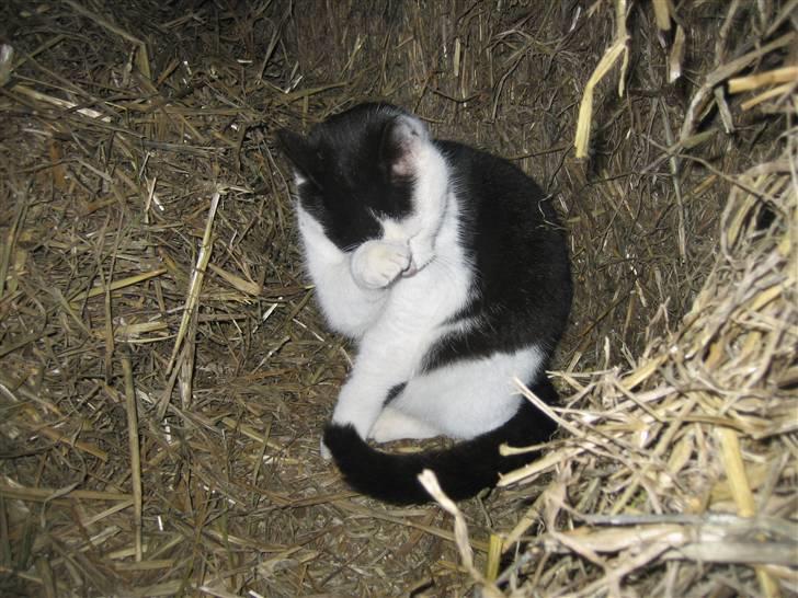 Blanding af racer Findus billede 6