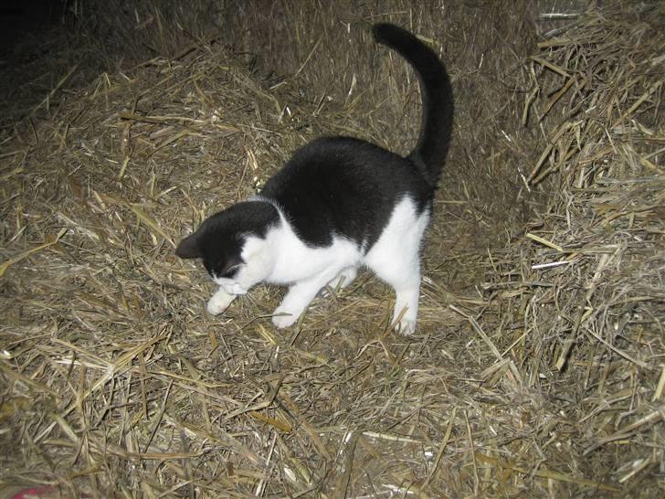 Blanding af racer Findus billede 7