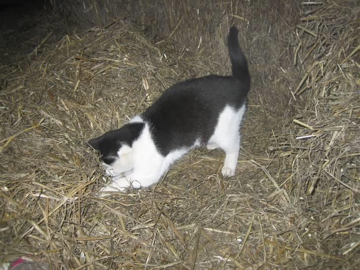 Blanding af racer Findus billede 8