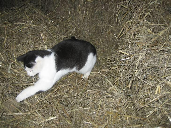 Blanding af racer Findus billede 9