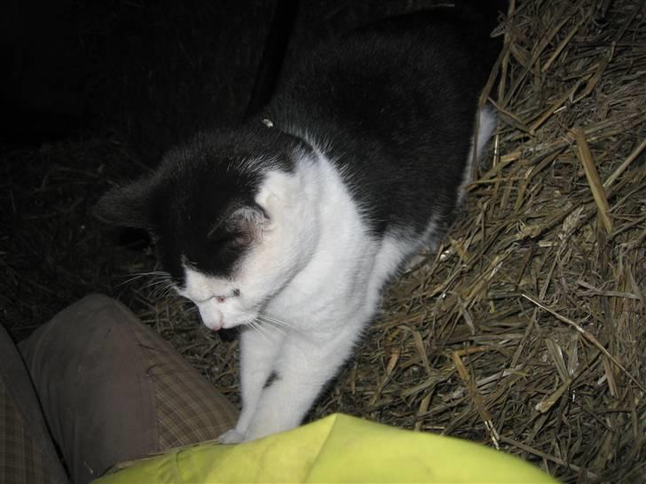 Blanding af racer Findus billede 10