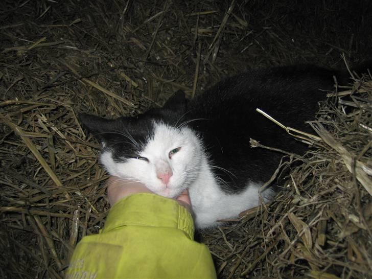 Blanding af racer Findus billede 11