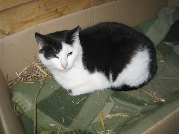 Blanding af racer Findus billede 12