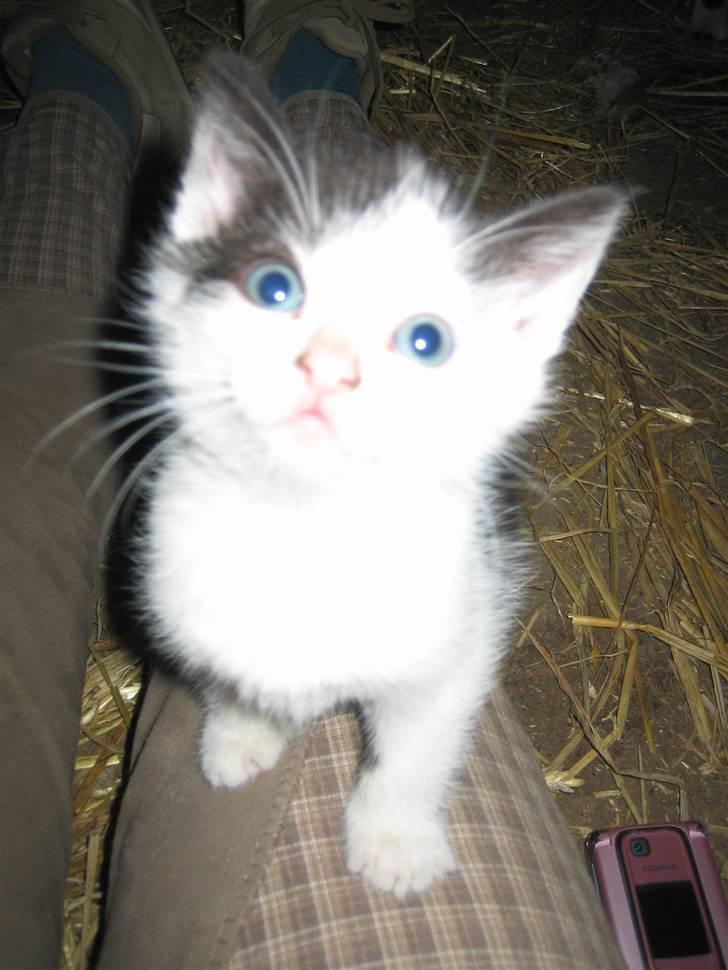 Blanding af racer Findus - Findus som lille billede 13