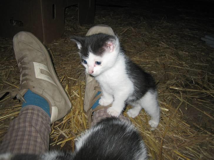 Blanding af racer Findus - Findus som lille billede 14