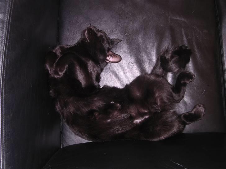 Huskat Panthera Onca Longtail billede 8