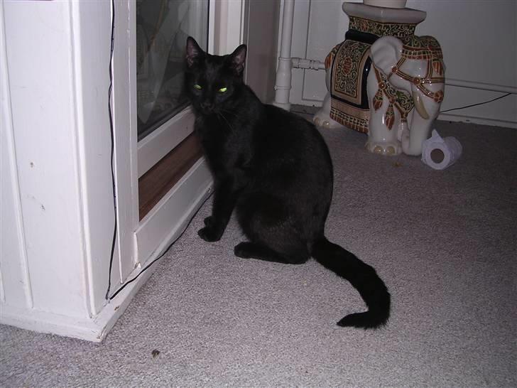 Huskat Panthera Onca Longtail billede 9