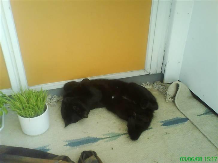 Huskat Panthera Onca Longtail billede 10