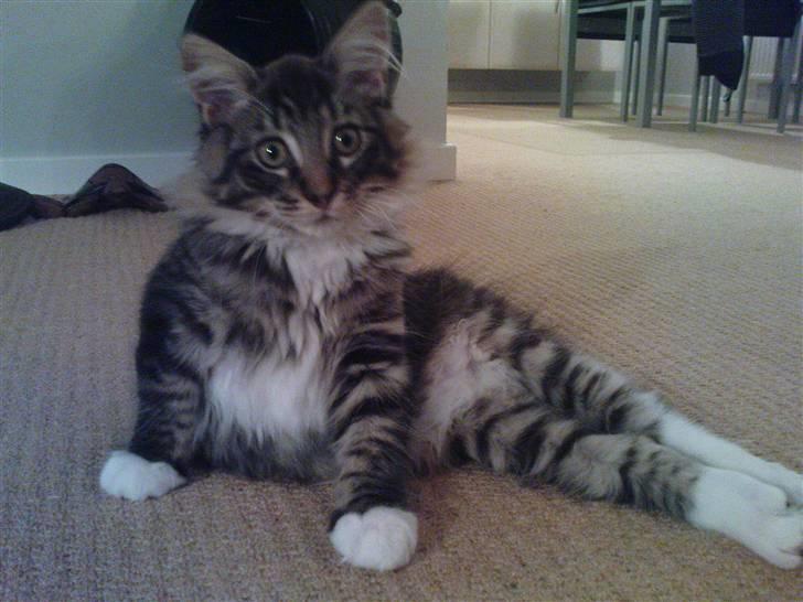 Maine Coon Nemo - ja ja mors lille model kan posere hehe billede 9