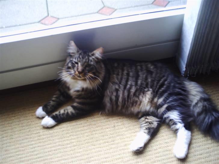 Maine Coon Nemo billede 10