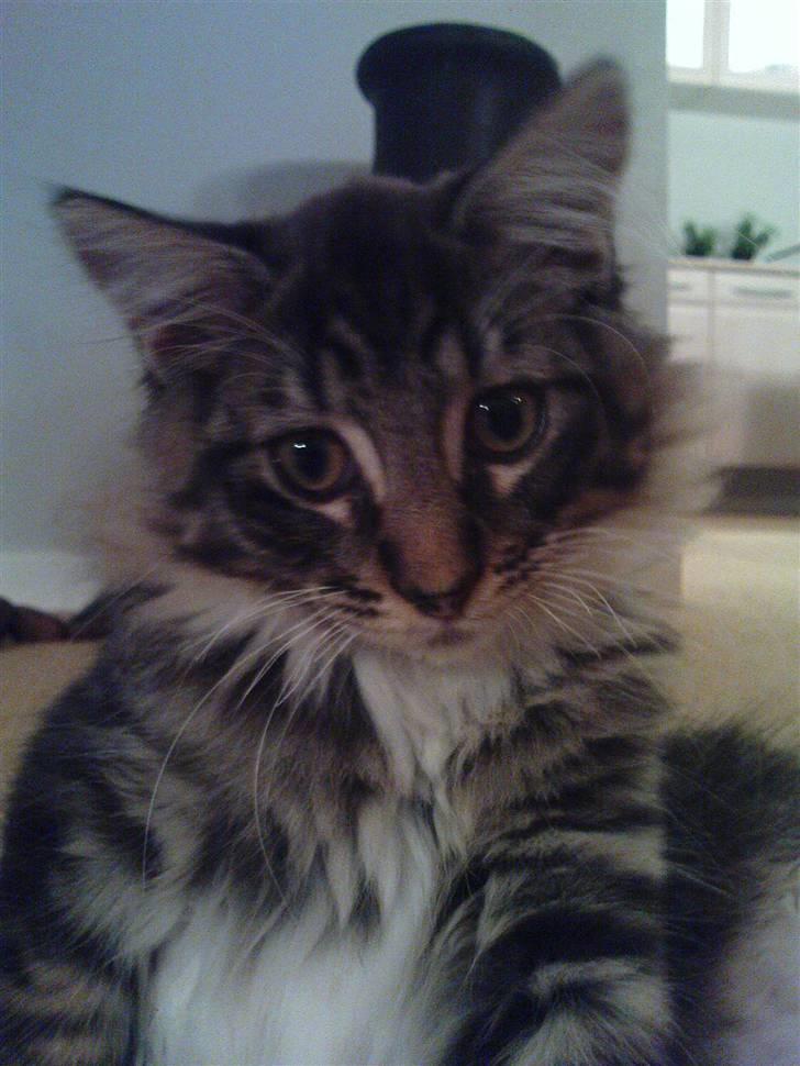 Maine Coon Nemo - Er jeg ikke bare sød? billede 11