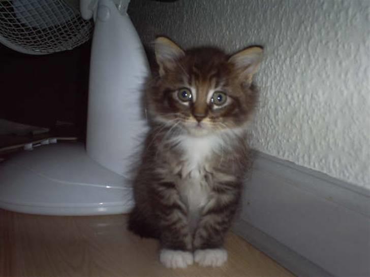 Maine Coon Nemo billede 12