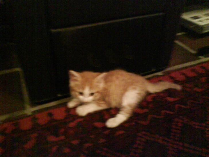 Huskat Sophus Snip (DØD) - (Sophus) billede 18