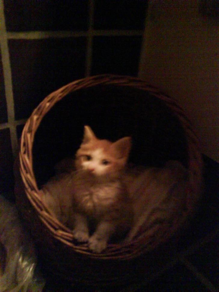 Huskat Sophus Snip (DØD) - (Sophus) billede 19