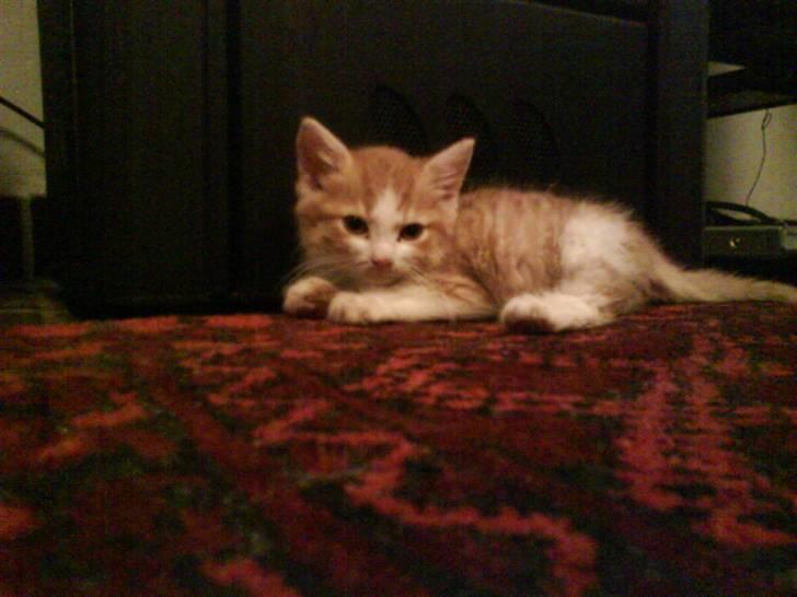 Huskat Sophus Snip (DØD) - (Sophus) billede 20