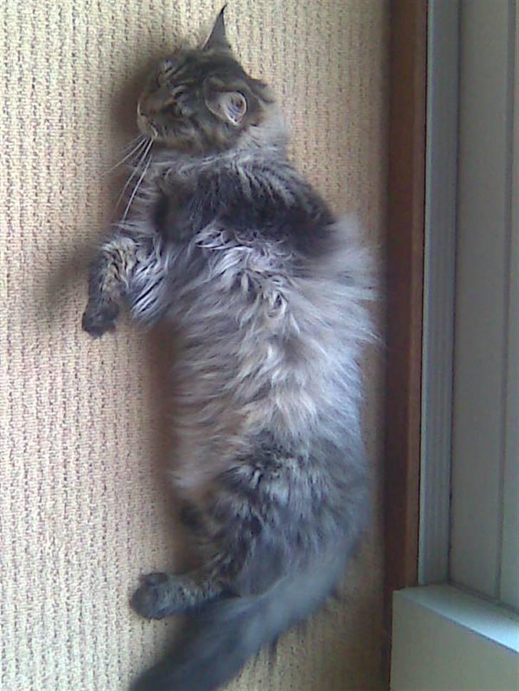 Maine Coon Fia  billede 12