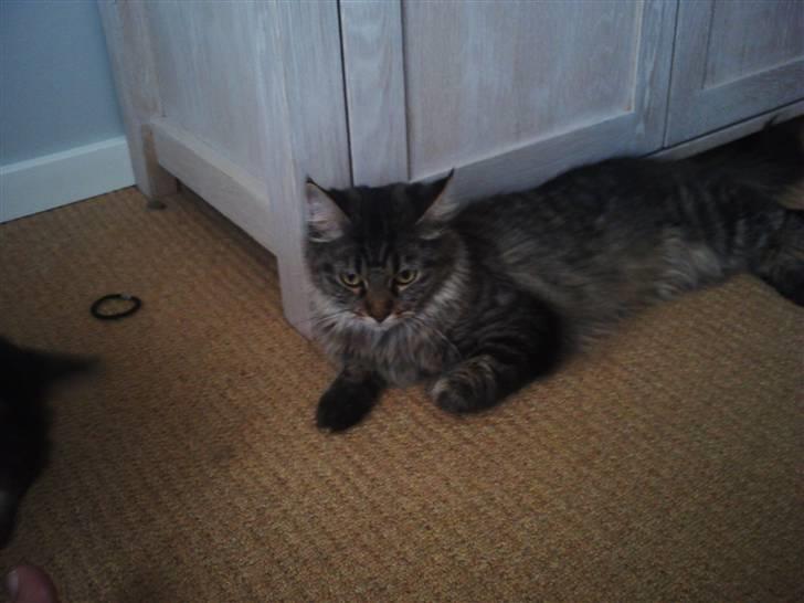 Maine Coon Fia  billede 13