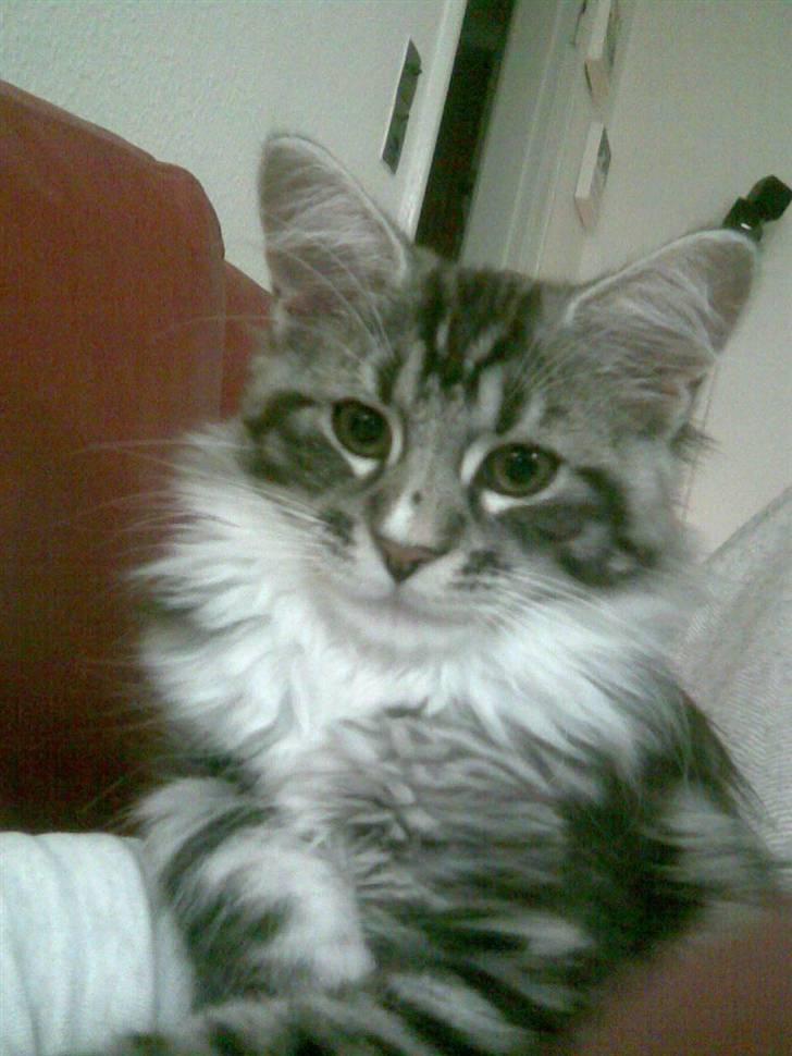 Blanding af racer Curu billede 4