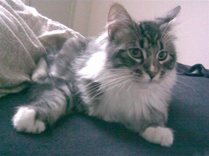 Blanding af racer Curu billede 5