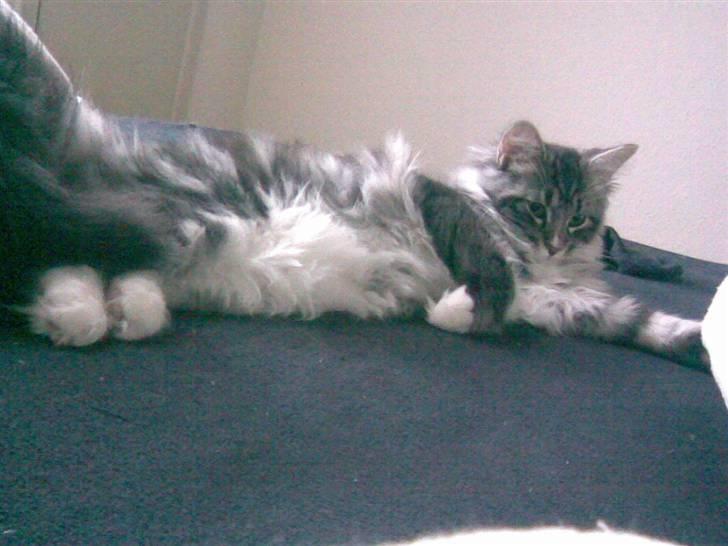 Blanding af racer Curu billede 8