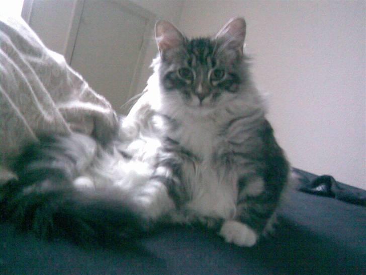 Blanding af racer Curu billede 9