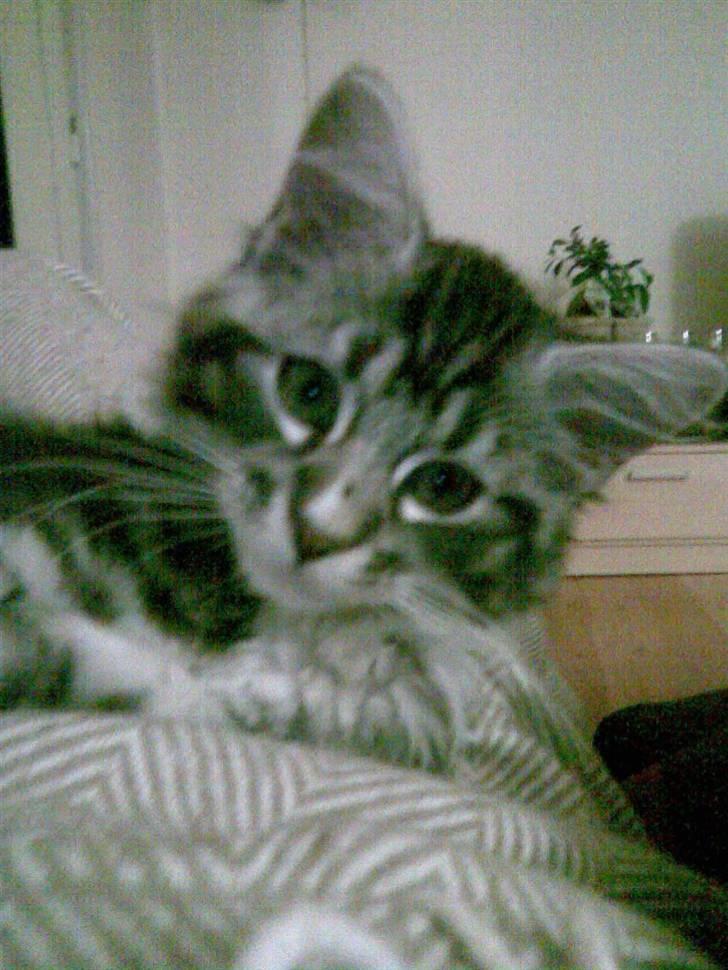 Blanding af racer Curu billede 10