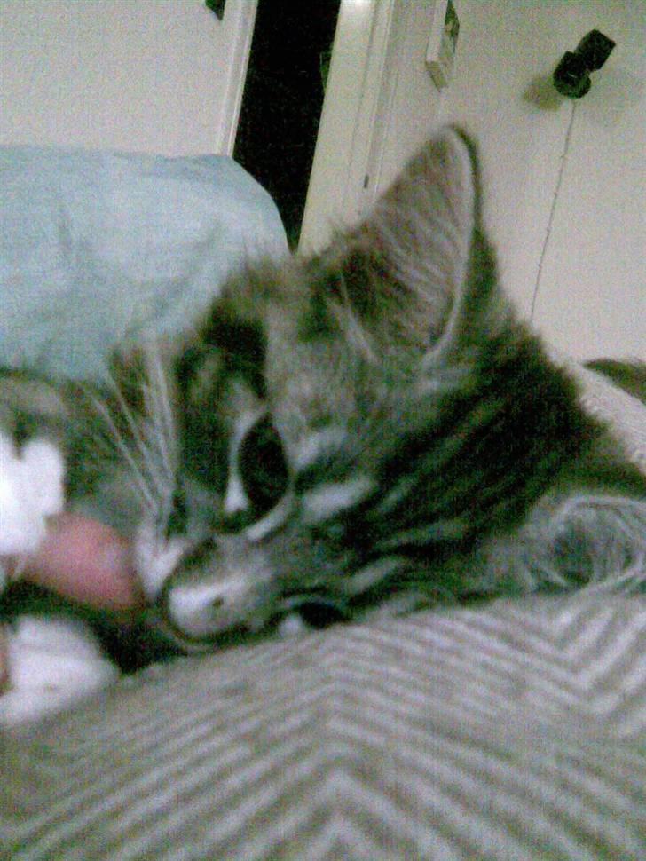 Blanding af racer Curu billede 11