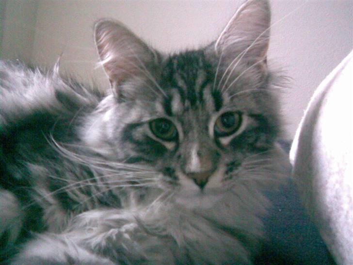 Blanding af racer Curu billede 14