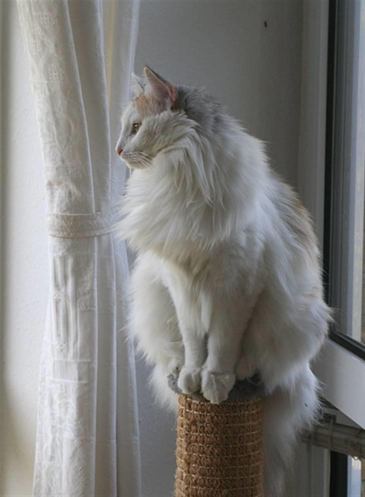 Norsk Skovkat Abi - Abi 1 år og 1 måned (august 2008) billede 18