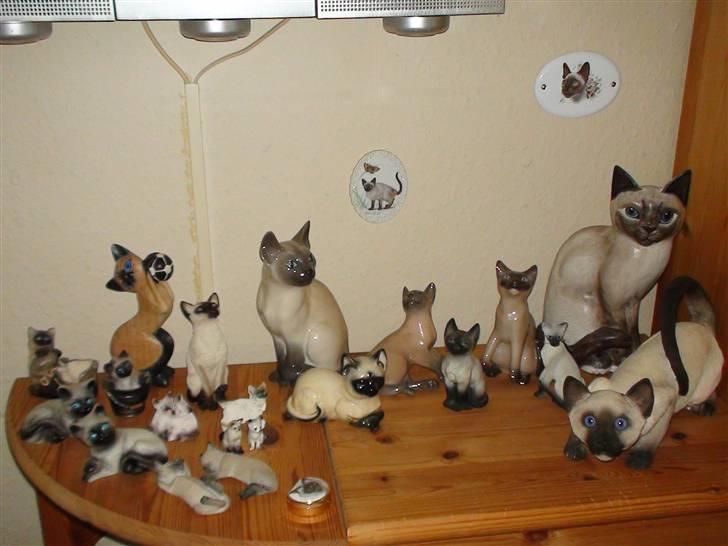 Siameser Fie  Død 10-o4-08.  20 år - Siamesersamlingen billede 7