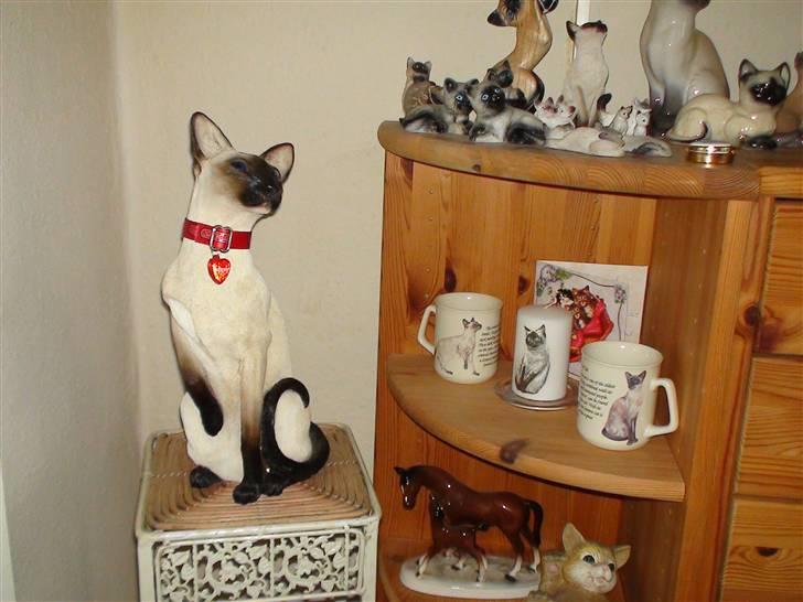 Siameser Fie  Død 10-o4-08.  20 år - Siamesersamlingen 2 billede 8