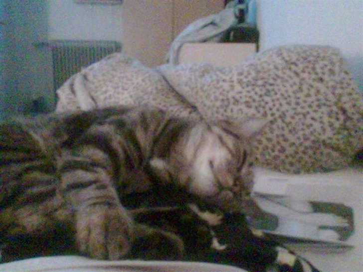 Huskat tulle mus billede 6