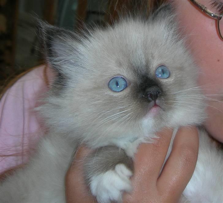 Ragdoll LadyCat MayPo - LadyCat MayPO billede 1