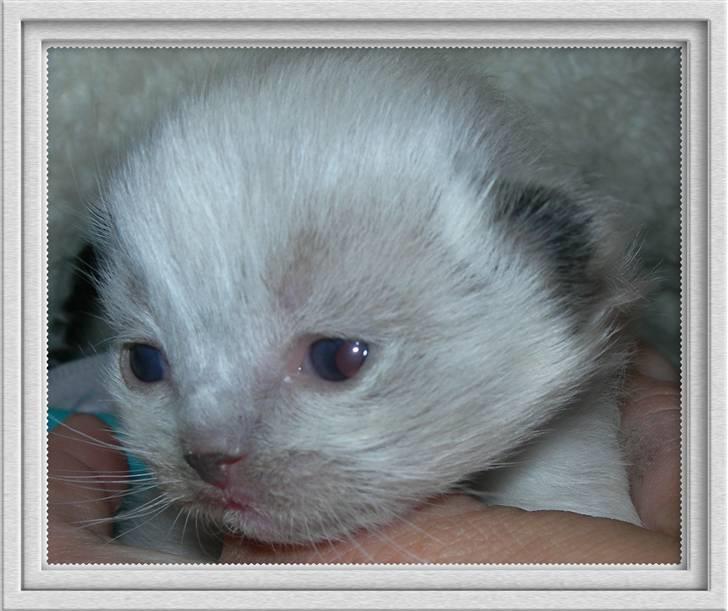 Ragdoll LadyCat MayPo - Baby MayPo billede 2