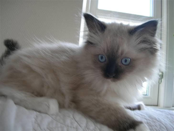 Ragdoll LadyCat MayPo - Frække MayPo billede 3