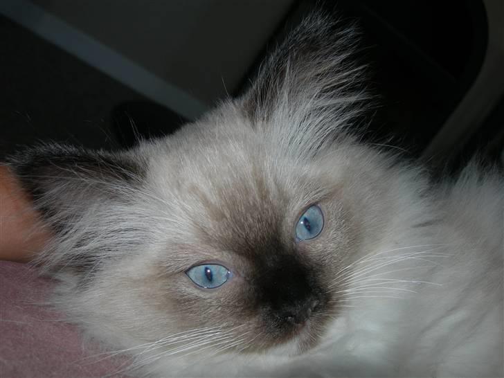 Ragdoll LadyCat MayPo - Søvnige MayPo billede 4